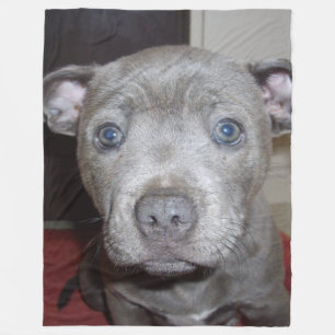 Manta Polar Blue Staffordshire Bull Terrier Puppy,