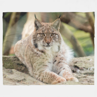 Manta Polar Bobcat