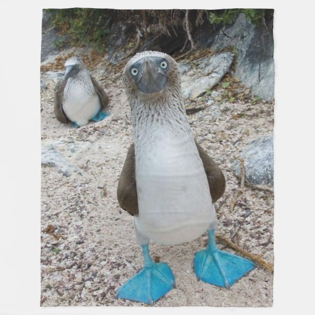Manta Polar BOOBY AZUL FOOTED (Honesto, ese es su nombre) (Anverso)