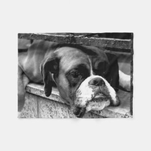 Manta Polar Boxer Dog En Windowsill Fbcn