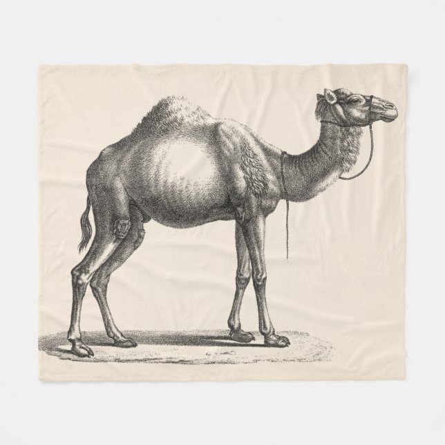 Manta Polar Brodtmann Dromedary Camel Sketch (Frente (Horizontal))