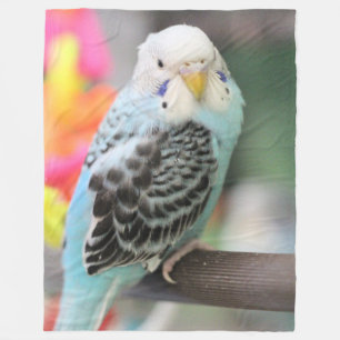 Manta Polar Budgie