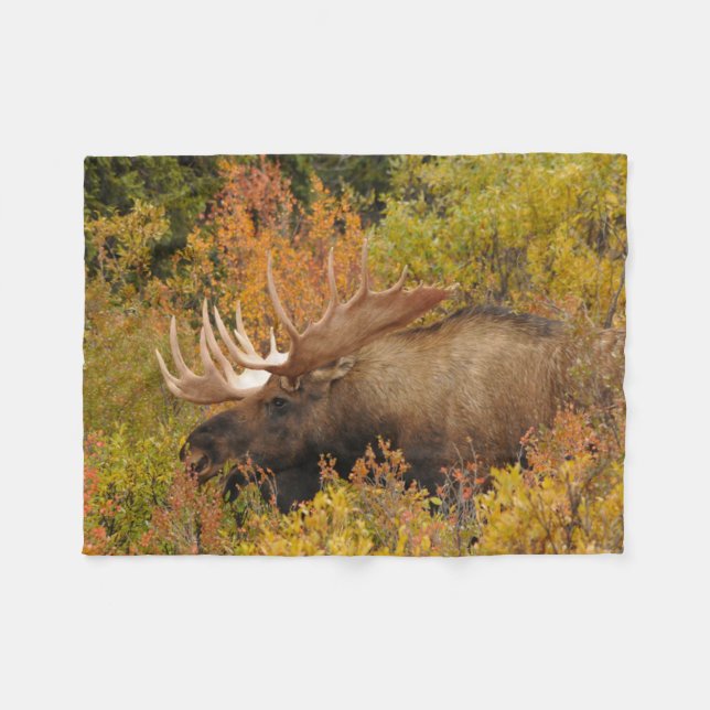 Manta Polar Bull Moose | Parque nacional Denali, Alaska (Frente (Horizontal))