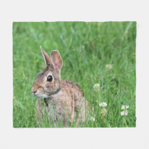 Manta Polar Bunny