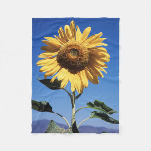 Manta Polar California, Un Girasol Gigante (Helianthus) 3
