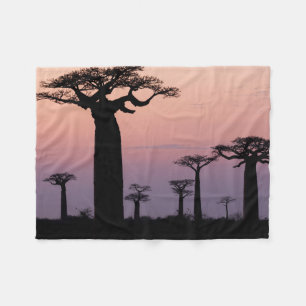 Manta Polar Callejón de Baobabs, Madagascar, Morondava, África