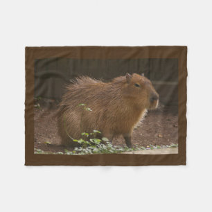 Manta Polar Capibara