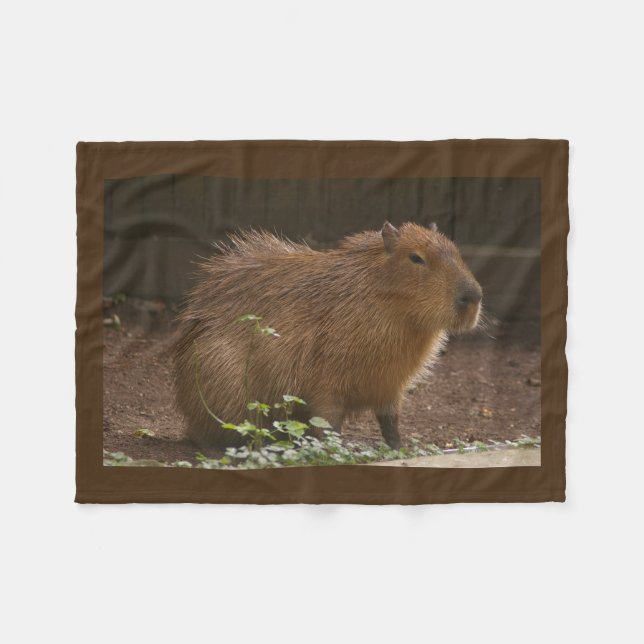 Manta Polar Capibara (Frente (Horizontal))