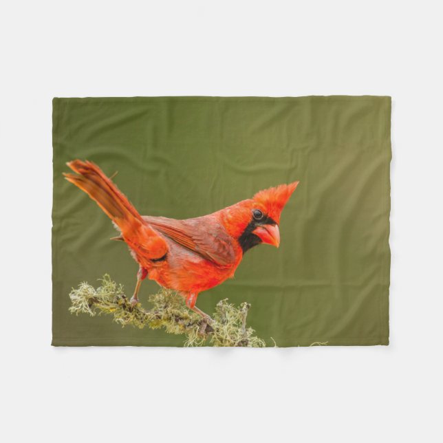 Manta Polar Cardenal macho en rama (Frente (Horizontal))