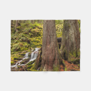 Manta Polar Cascada White Branch, Oregon Cascades, Oregon