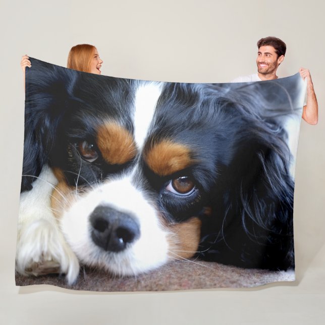 MANTA POLAR CAVALIER KING CHARLES SPANIELS (In situ)