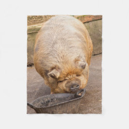 Manta Polar Cerdo gordo