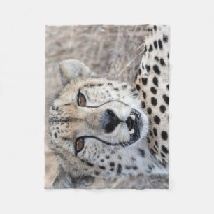 Manta Polar Cheetah Portrait