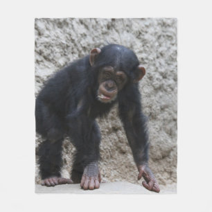 Manta Polar Chimpanzee 031