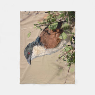 Manta Polar Coucal de Burchell