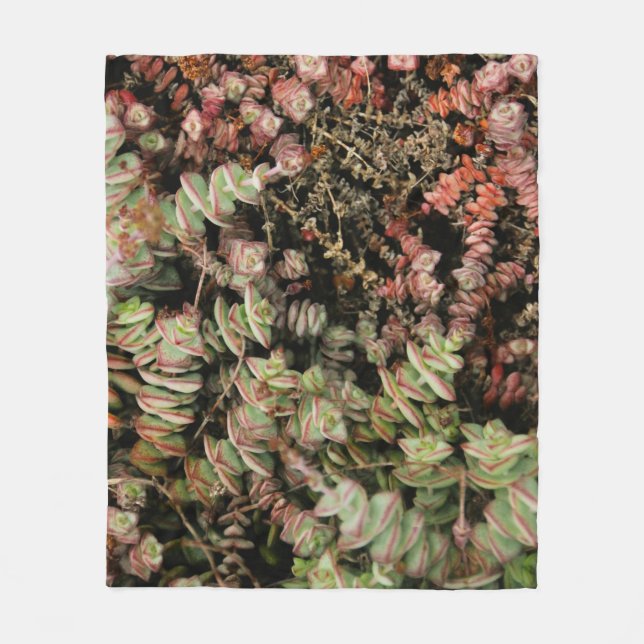 Manta Polar Crassula perforata (Anverso)