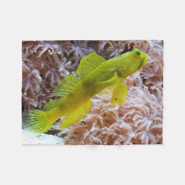 Manta Polar Cryptocentrus cinctus (Frente (Horizontal))