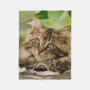 Manta Polar Cute Maine Coon kitten