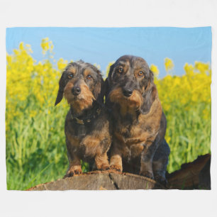 Manta Polar Dachshund Dachshund Dackel retrato Foto suave