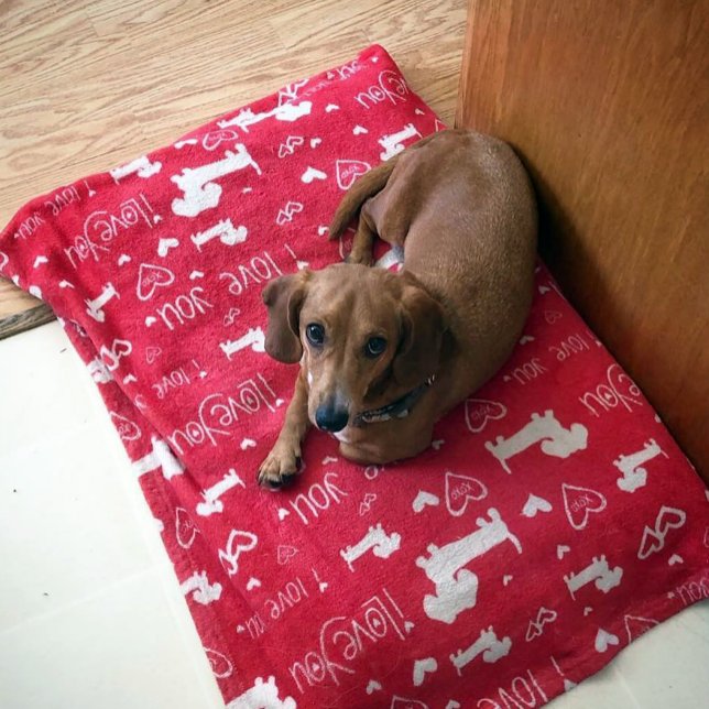 Manta Polar Dachshund Doxie I Love You Hearts Blanket (Cute doodles of dachshunds and hearts.)