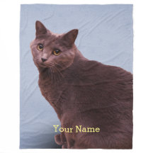 El mirar fijamente ruso del gato azul