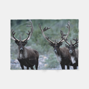 Manta Polar Elk Herd   Monte Baring, Washington