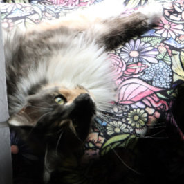 Manta Polar Fairy Garden Gardening Flower Gardens Fairies     