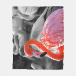 Manta Polar Flamingo Bird Photography
