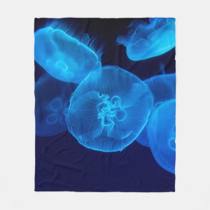 MANTA POLAR FOTOGRAFÍA CERRADA DE SWARM OF JELLYFISH