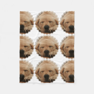 Manta Polar Golden retriever