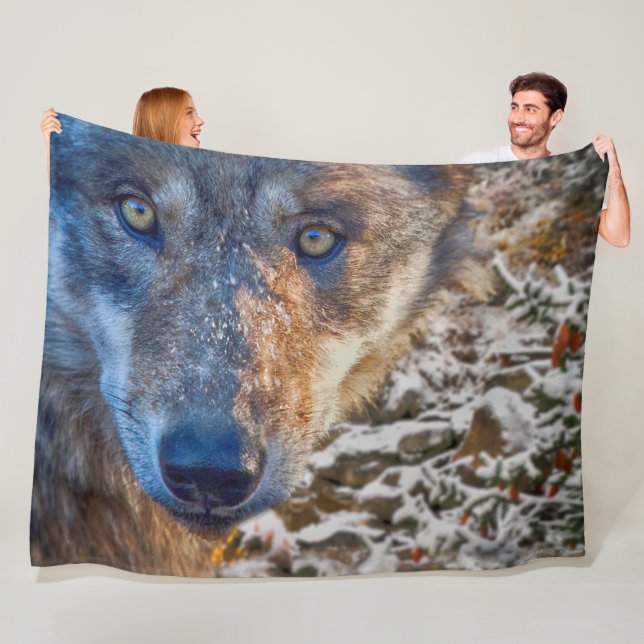 MANTA POLAR GRAY WOLF WINTER'S RANGER (In situ)
