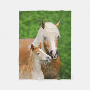 Manta Polar Haflinger Horses Cute Foal Kiss Mamá Funny