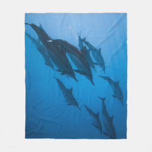 Manta Polar Hermosas criaturas oceánicas