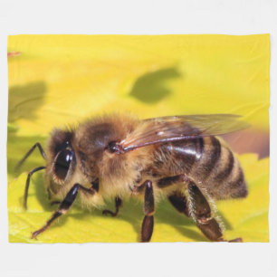 MANTA POLAR HONEY BEE