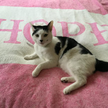 Hope Kitty Personalizado