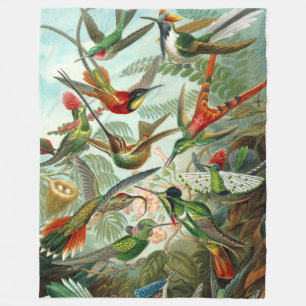 Manta Polar Hummingbirds por Ernst Haeckel