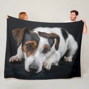 MANTA POLAR JACK RUSSEL TERRIER