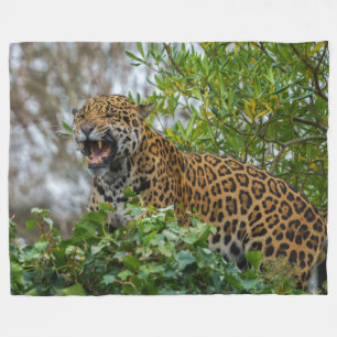 Manta Polar Jaguar Growl