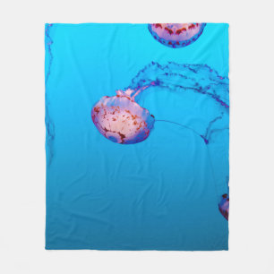 MANTA POLAR JELLY FISHES SUPERIOR AL AGUA