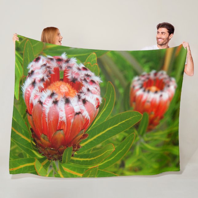 MANTA POLAR KARIKARI BLOOM (In situ)