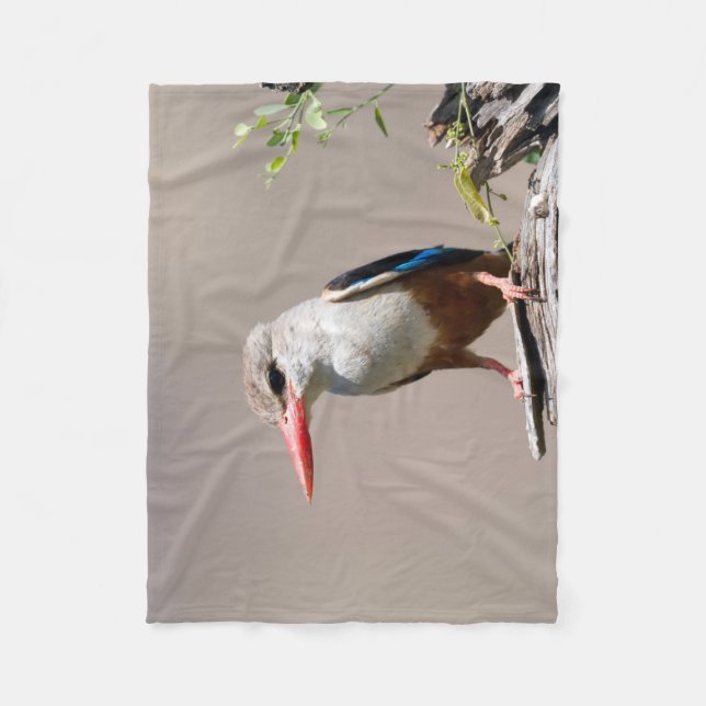 Manta Polar Kingfisher de cabeza gris (Anverso)