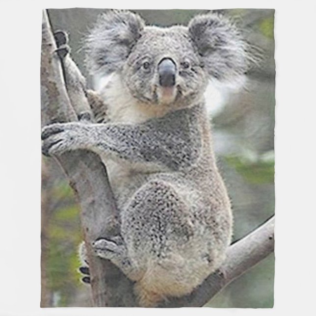 MANTA POLAR KOALA BEAR (Anverso)