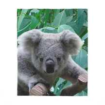 Koala y eucalipto