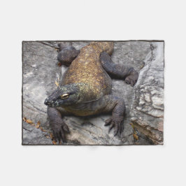 Manta Polar Komodo Dragon Warm Rock Scene