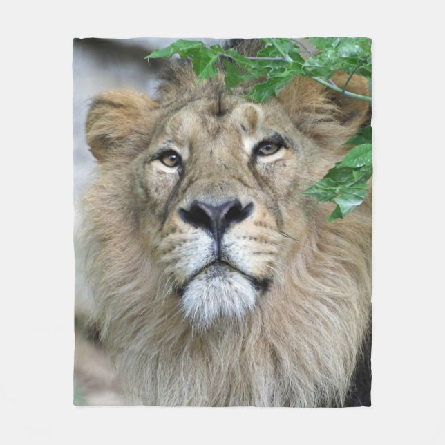 Manta Polar León 002 (Anverso)