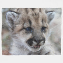 León Cub de montaña