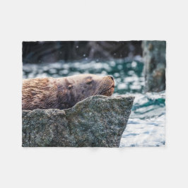 Manta Polar León Marítimo En La Bahía De Resurrección, Alaska