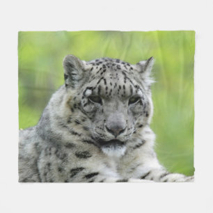 Manta Polar Leopard_2015_0310