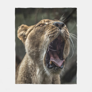 MANTA POLAR LIONESS YAWNING