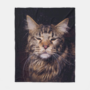 Manta Polar maine coon sobre un fondo negro joven, gato, c
